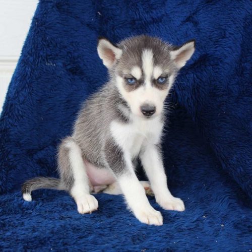 Siberian Husky Puppies for Sale Find Siberian Huskies for Sale VIP