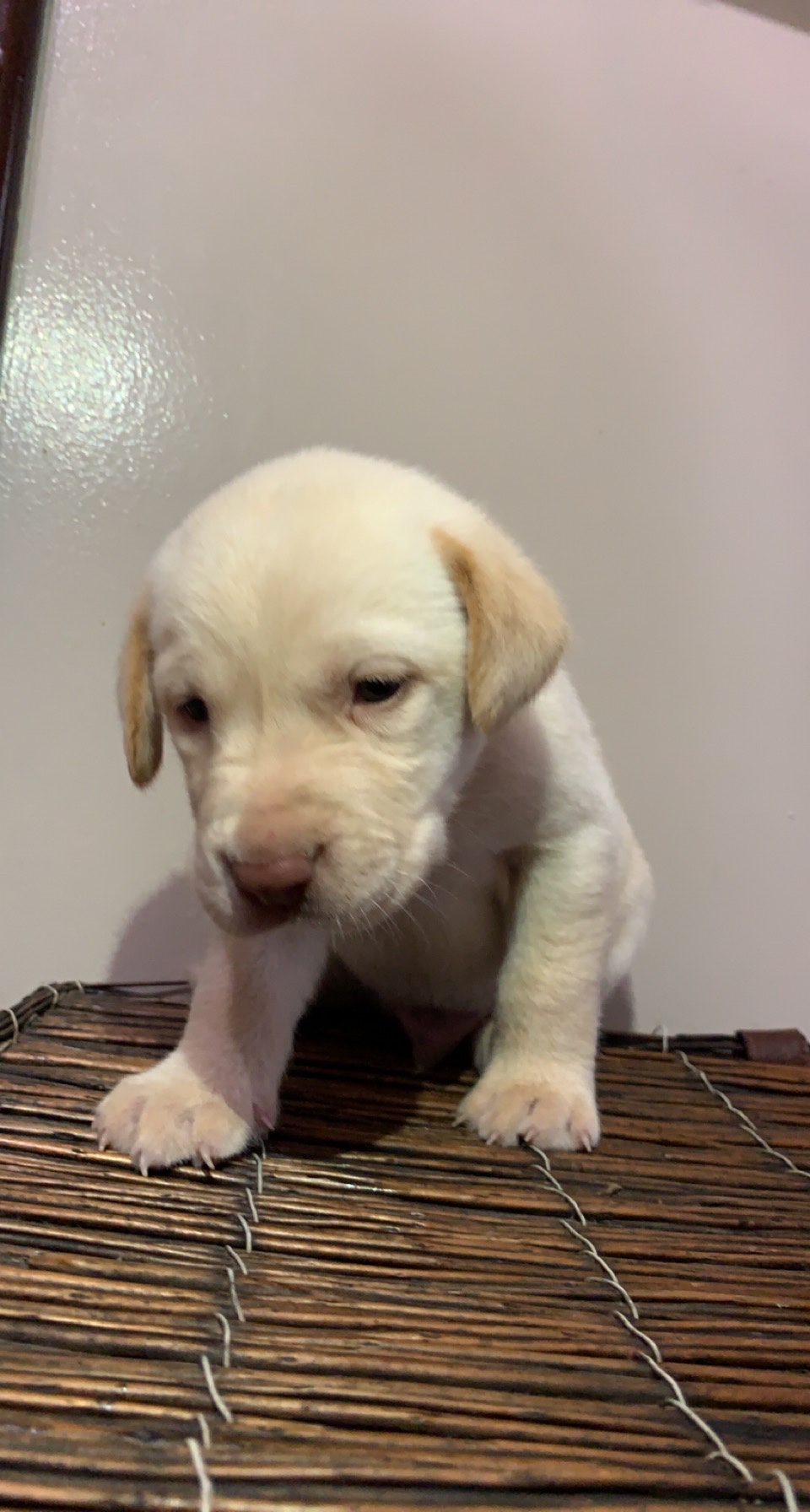 Jasper AKC Labrador Retriever male pupper for sale in Springfield