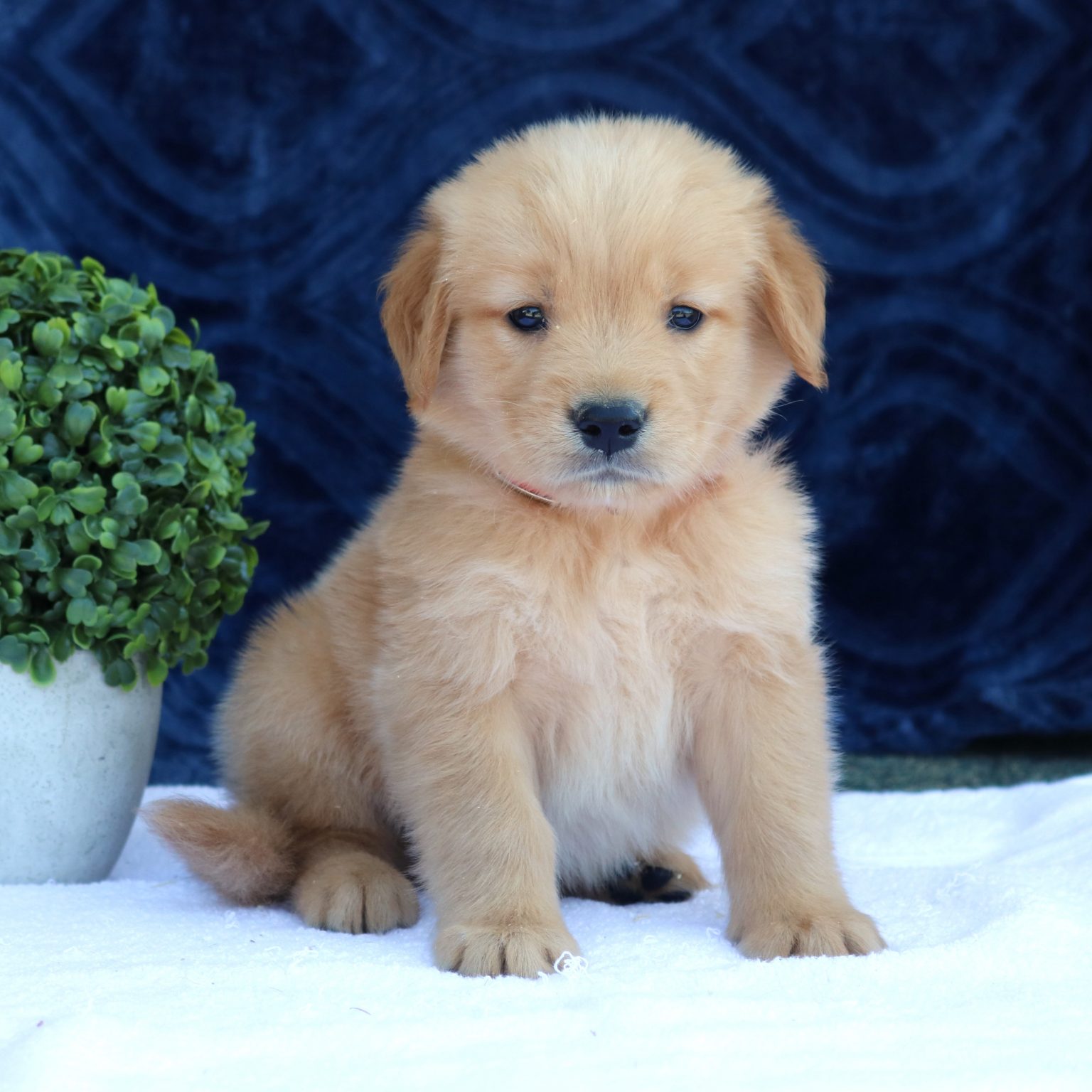 Ranger AKC Golden Retriever doggo for sale near Gordonville