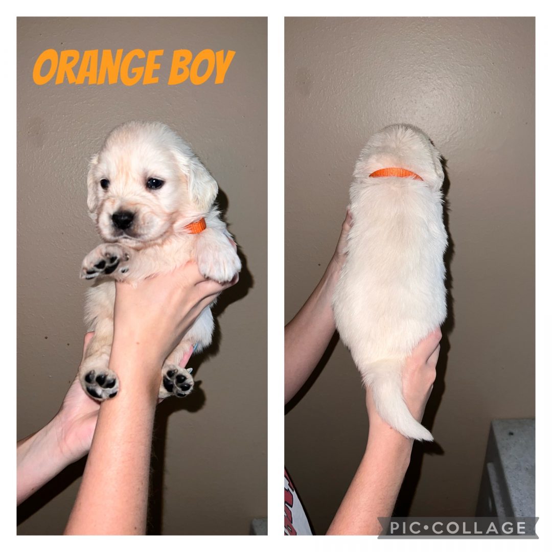 Big Dogs for Sale (near me) Find Your Puppy Page 5 of 26 VIP Puppies