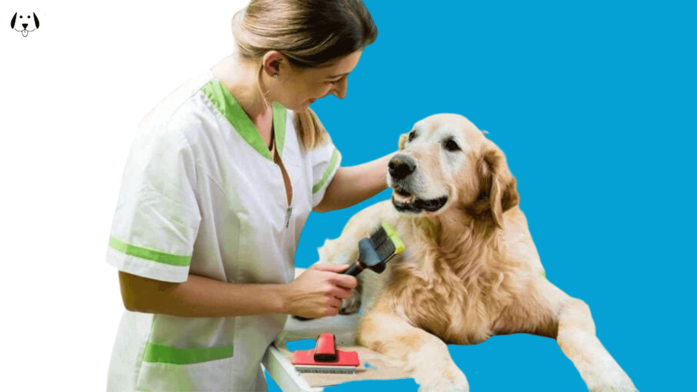 Chesapeake Bay Retriever Breed VIP Puppies Top Rated National