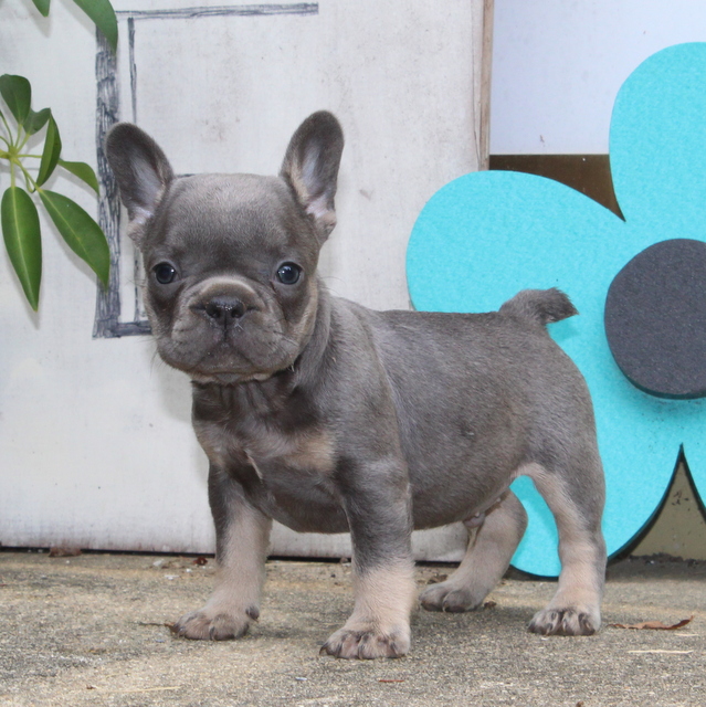 Alex AKC French Bulldog doggo for sale in Christiana, Pennsylvania