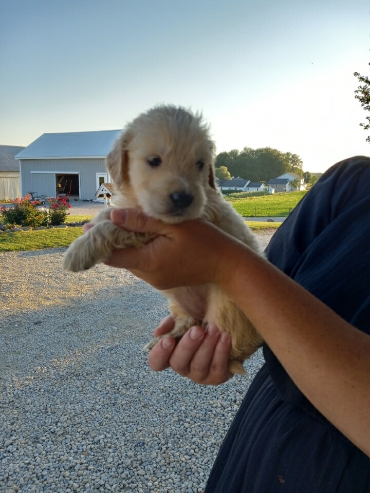 Debbie AKC English Golden Retriever female pup for sale in South
