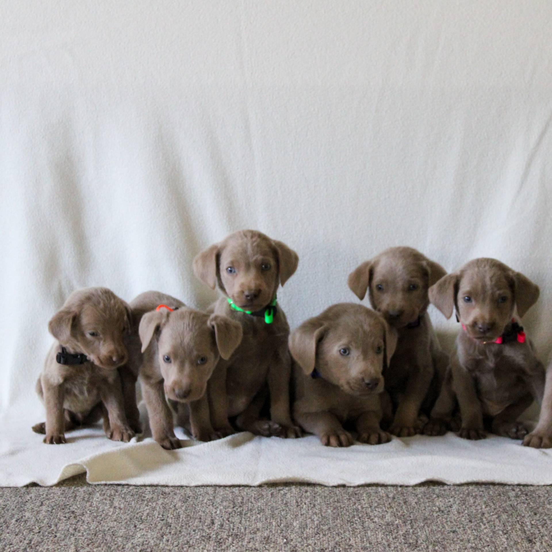 Danika ACA Silver Labrador retriever doggo for sale near Gordonville