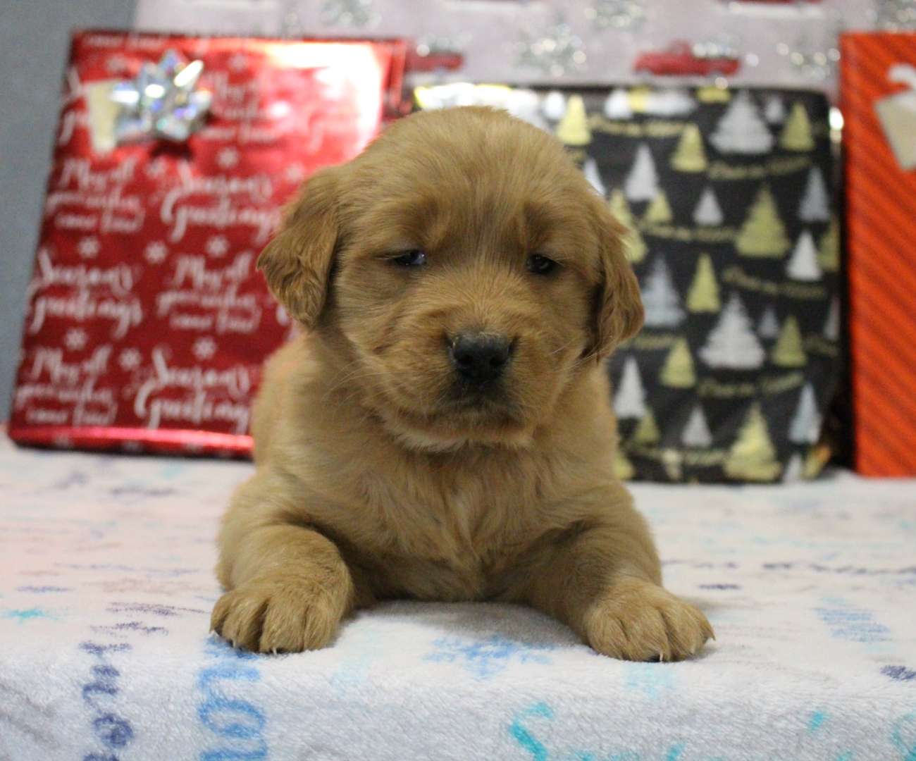 Beverly AKC Golden Retriever female puppy for sale in New Haven