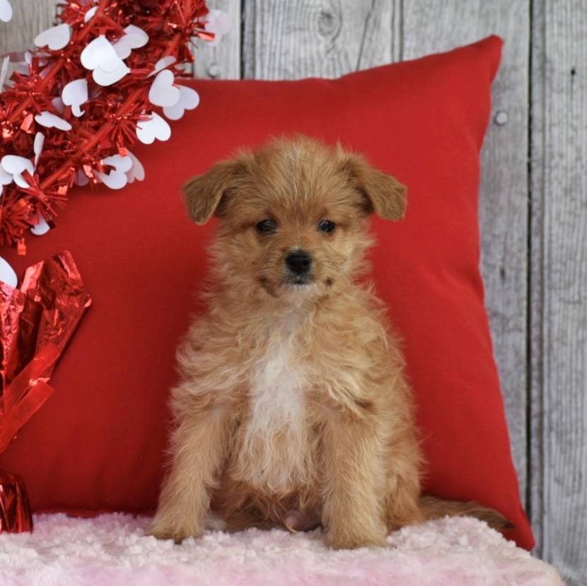 Boston Morkiepoo doggo for sale in Honey Brook, Pennsylvania VIP