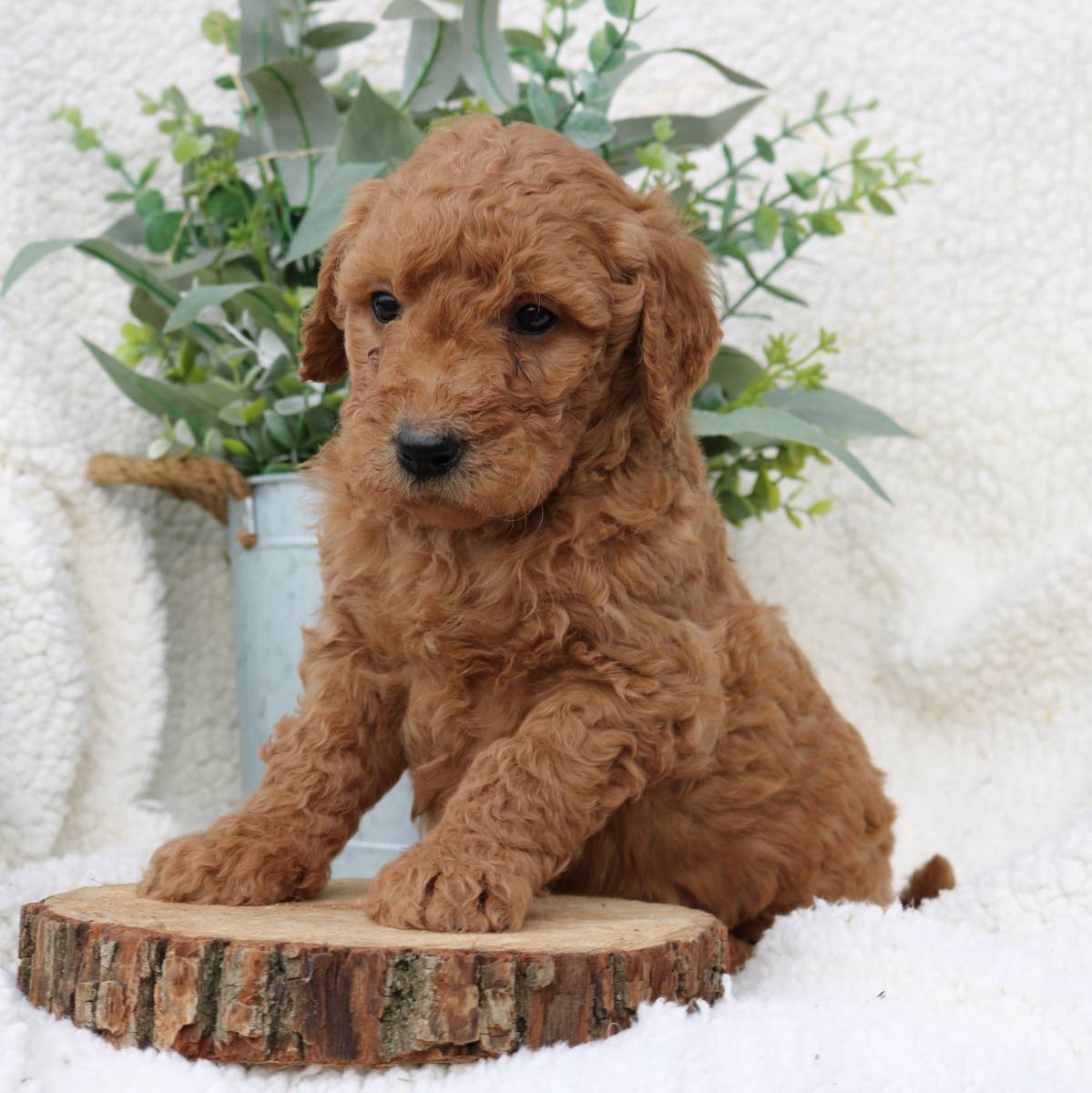 Jet F1 Standard Goldendoodle pupper for sale in Kinzers, Pennsylvania