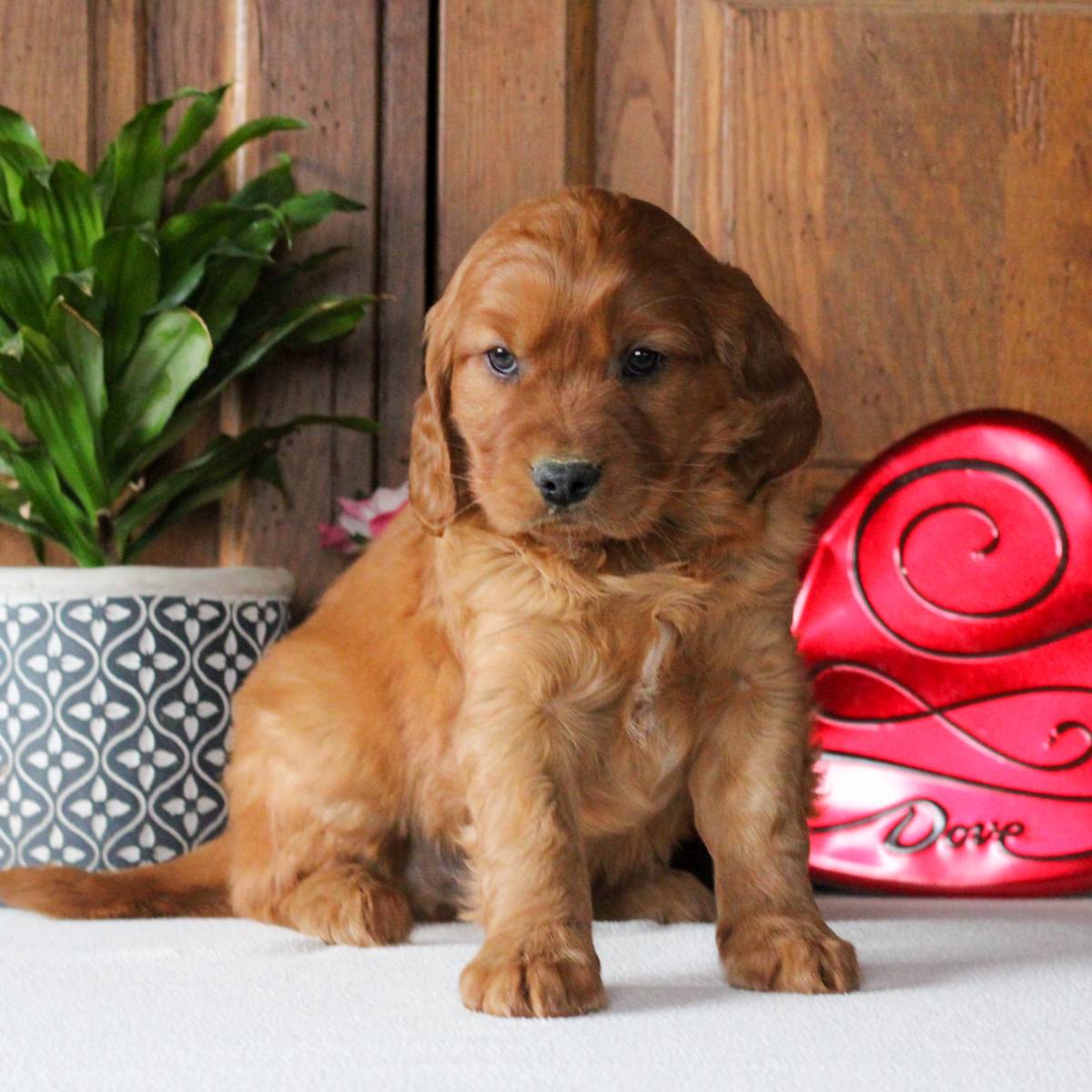 Linclon male f1 Mini Golden Retriever doggie for sale near Leola, VIP Puppies