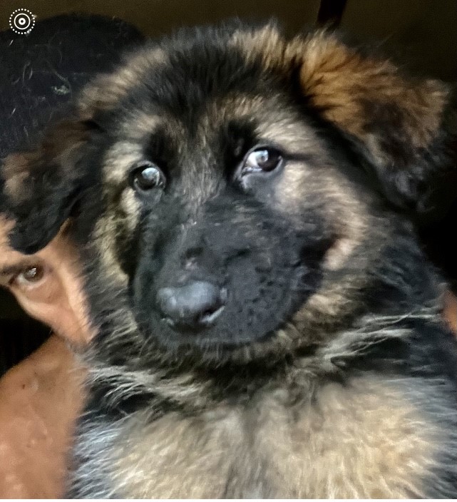 ️ KING SHEPHERD VIP Puppies
