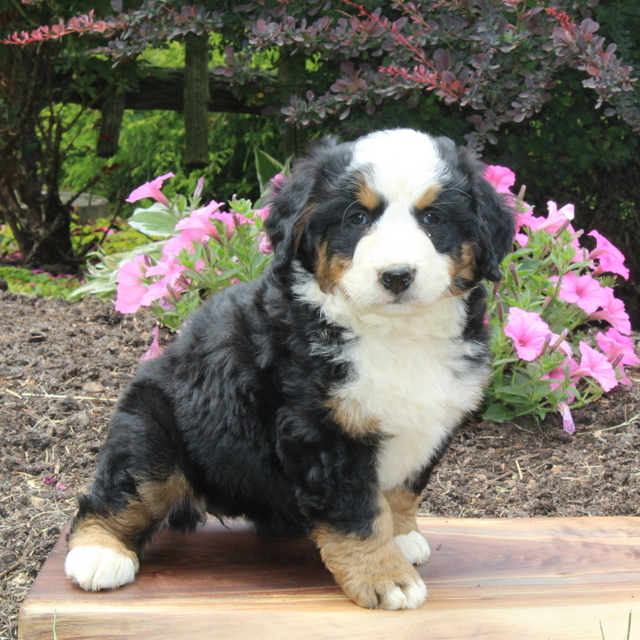 Freida puppy AKC Bernese Mountain Dog for sale near Holtwood, VIP