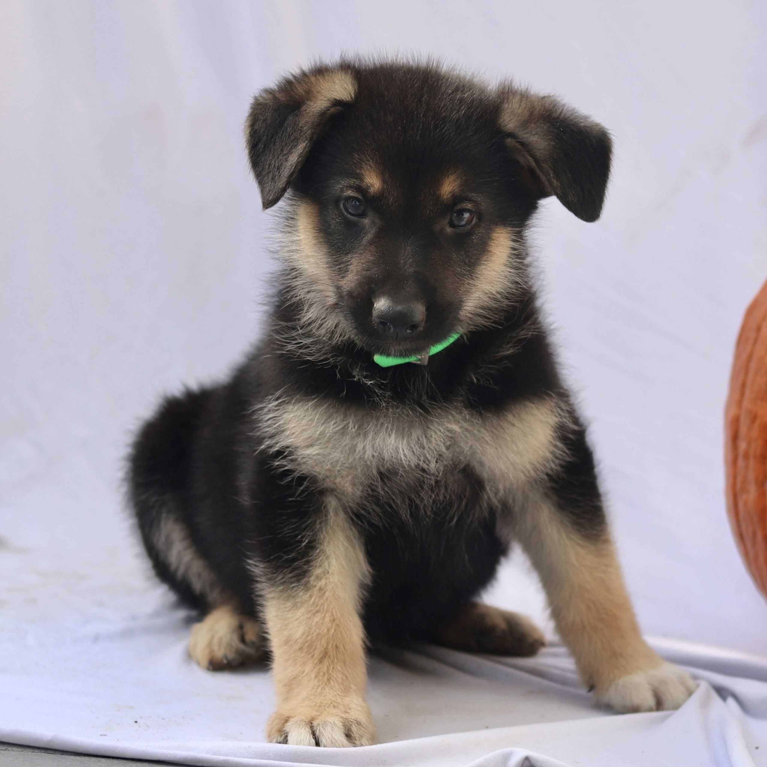 Rider ACA German Shepherd pupster for sale in Gordonville