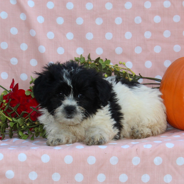 Flower pup f1 Shichon for sale in Rising Sun, Maryland VIP Puppies