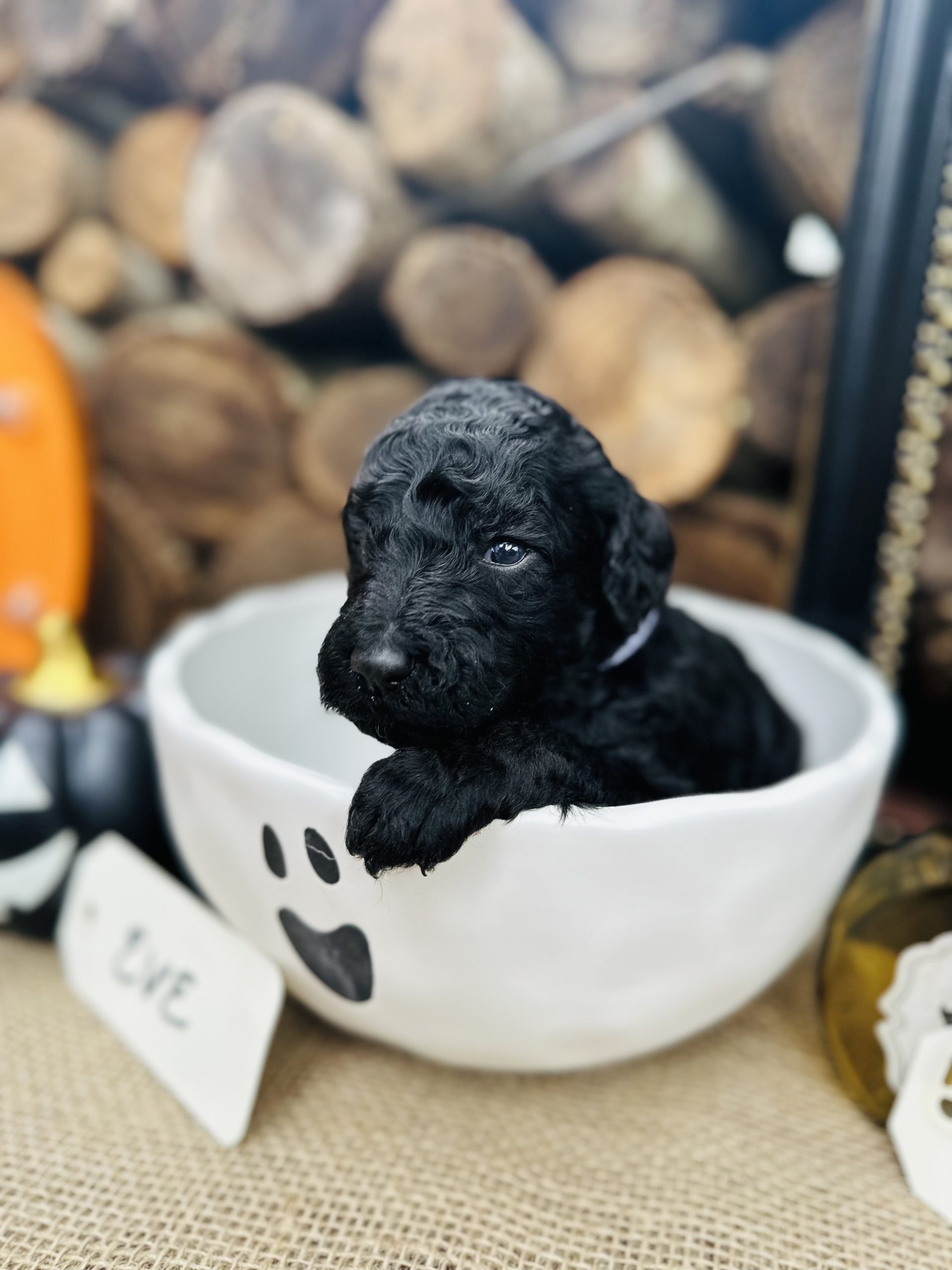 Boonville Standard at Christopher Palladino blog