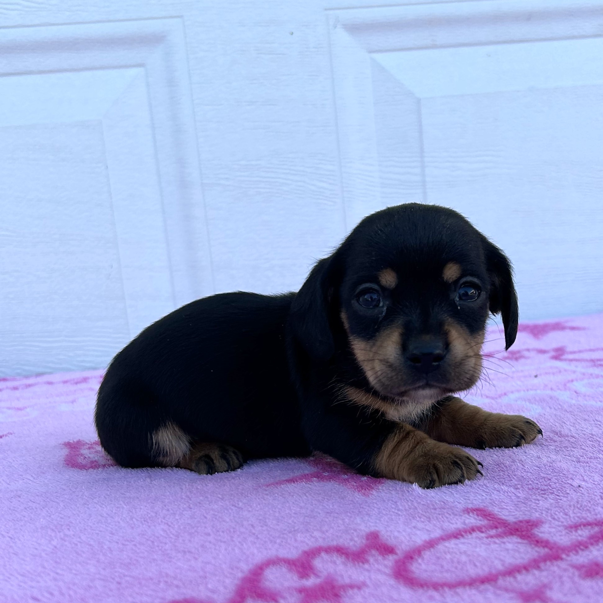 Hazel female Mini Dachshund pupster for sale in Fredonia