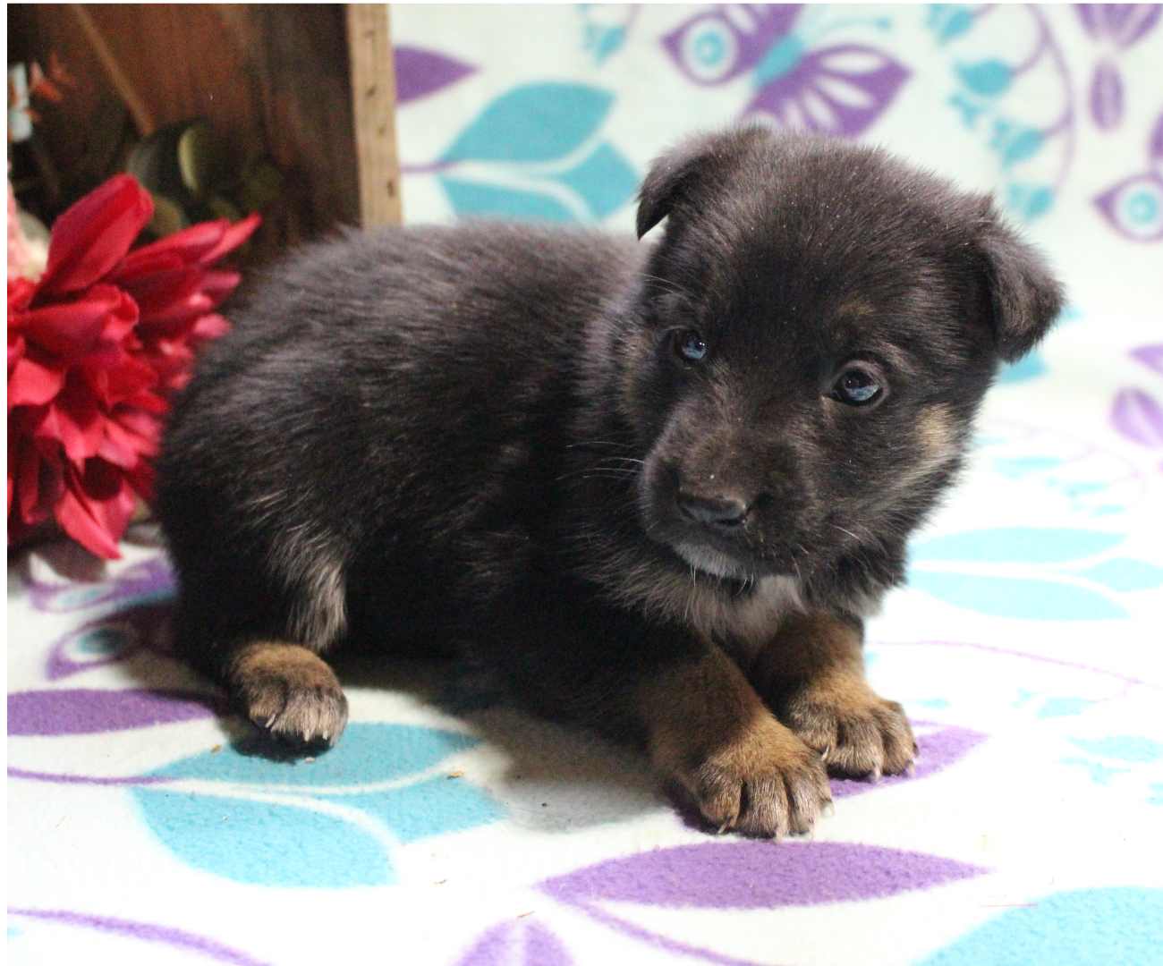 Puppies For Sale In Grabill Indiana at Eunice Snell blog