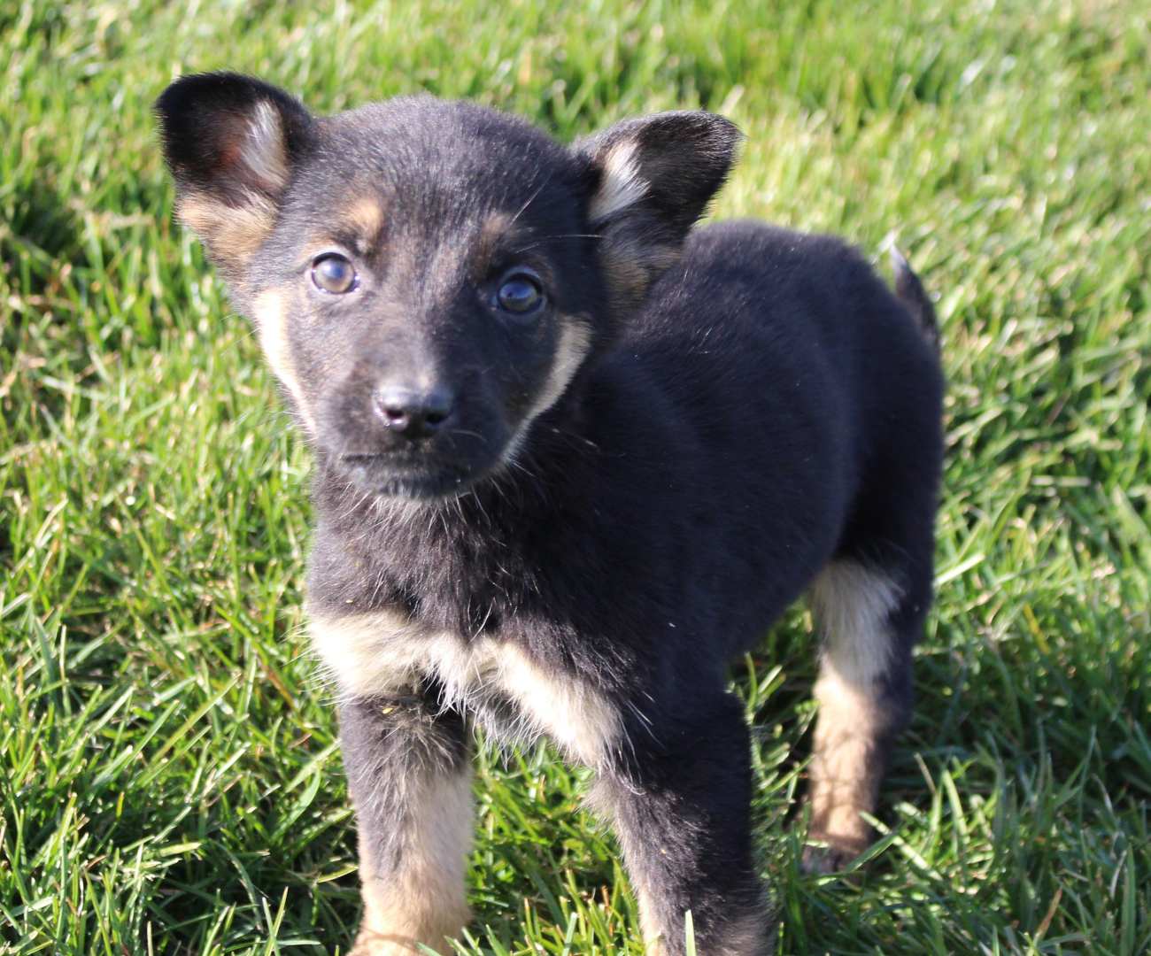 Puppies For Sale In Grabill Indiana at Eunice Snell blog