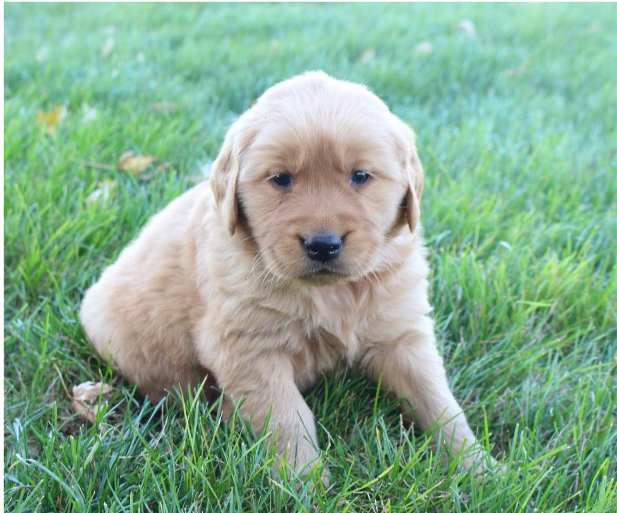 Hellen AKC Golden Retriever female pupper for sale at Grabill