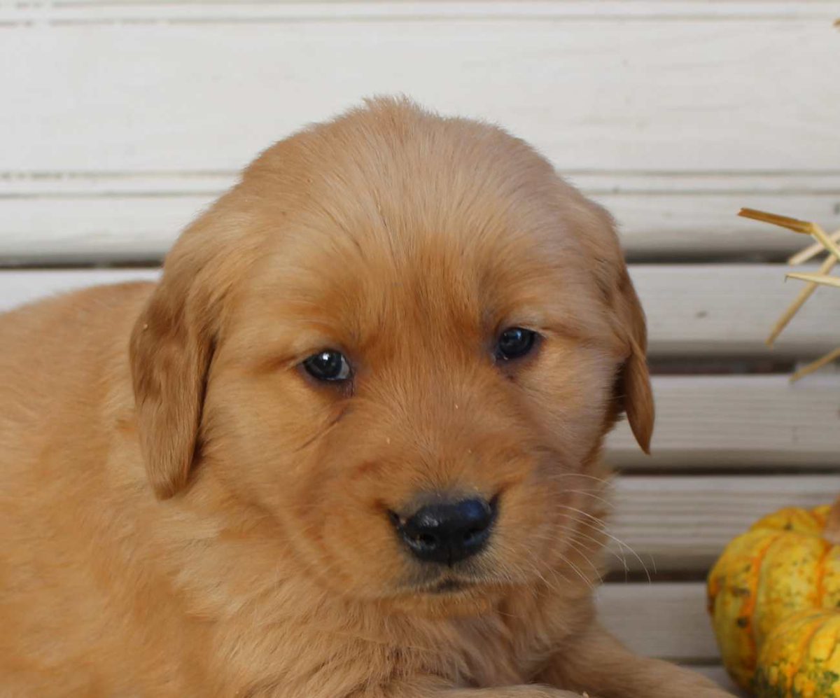 Hellen AKC Golden Retriever female pupper for sale at Grabill
