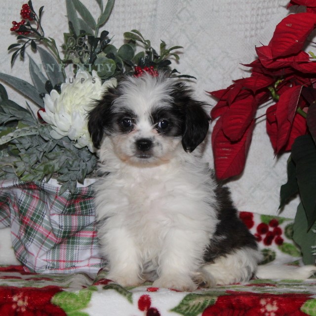 Candy f1 Shichon pupper for sale in Rising Sun, Maryland VIP Puppies