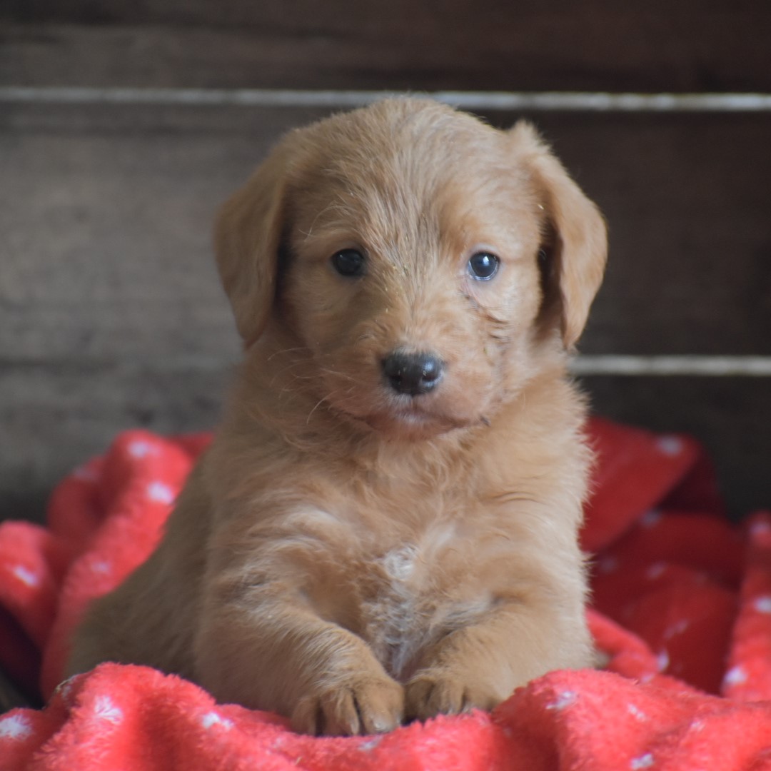 Ruffus Golden Labradoodle doggo for sale in Paradise, Pennsylvania