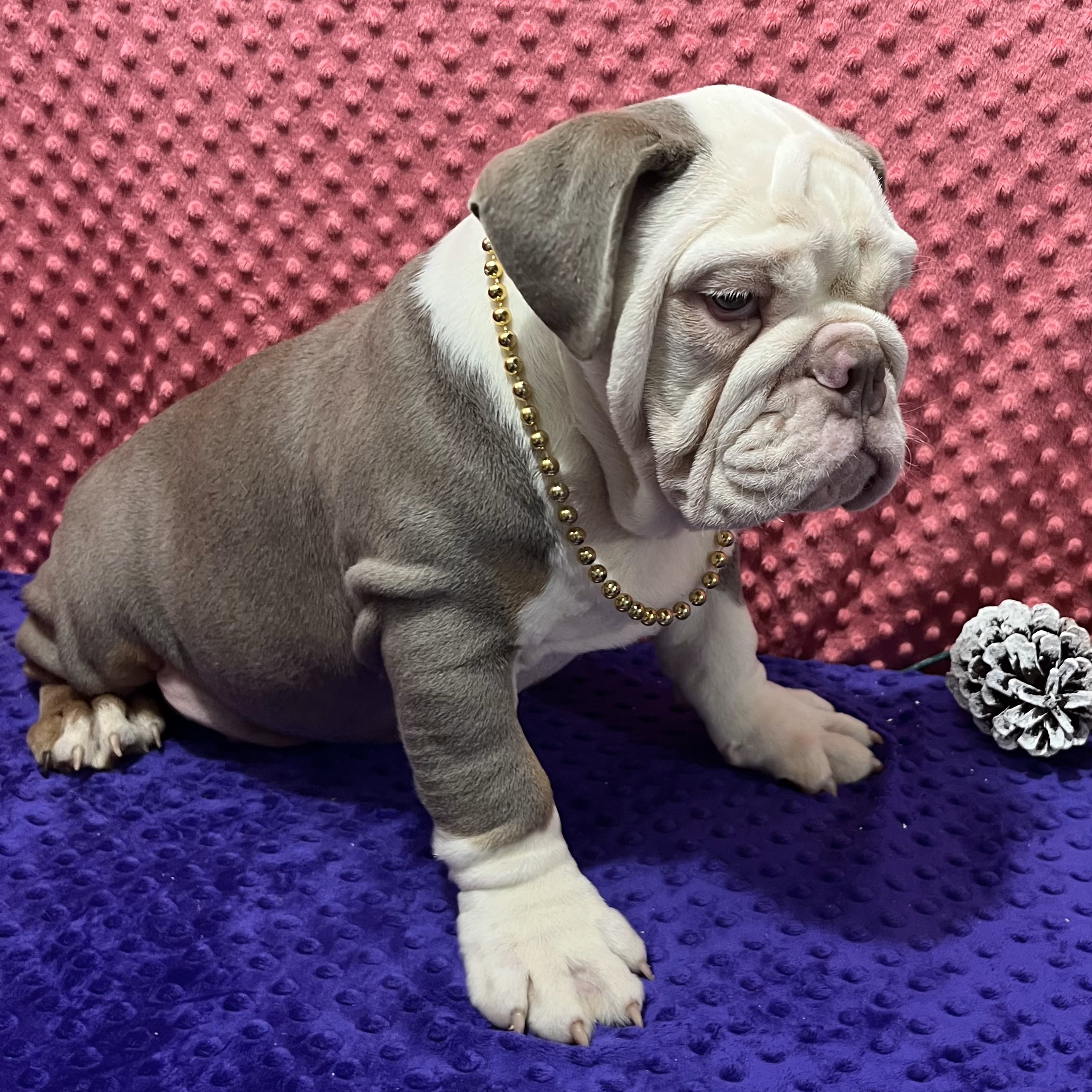 Sheldon pupster AKC English Bulldog for sale in Arthur, Illinois