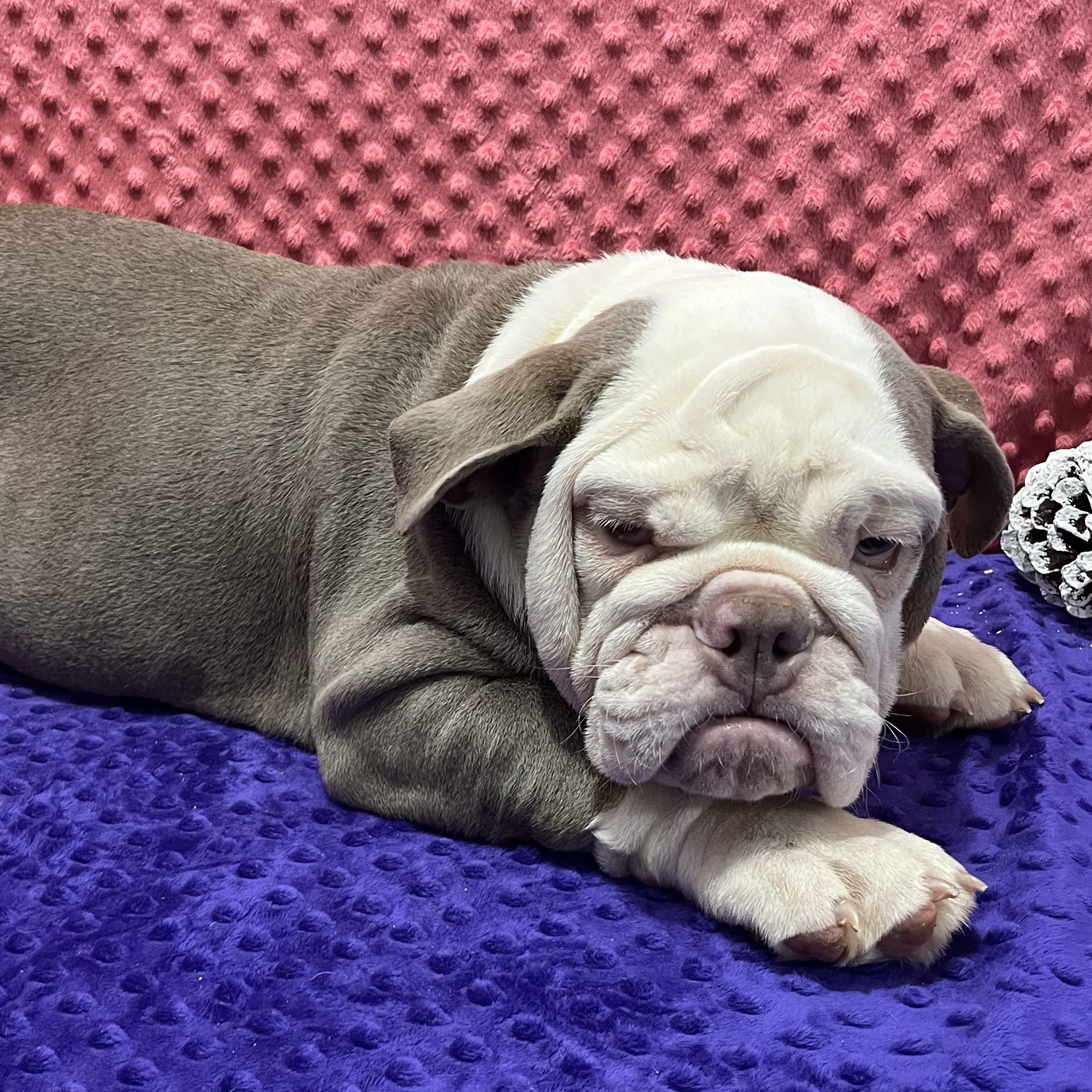 Sheldon pupster AKC English Bulldog for sale in Arthur, Illinois