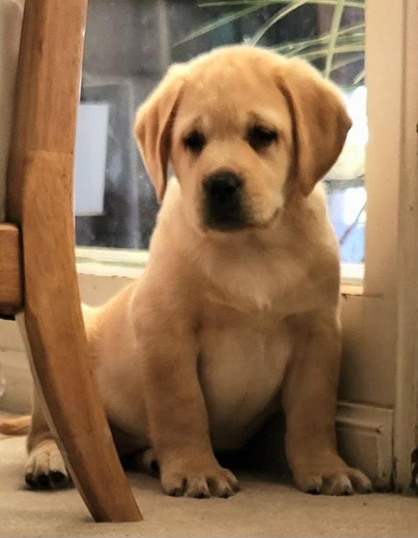 Honey AKC Yellow Labrador Retriever doggo for sale in Atmore, Alabama