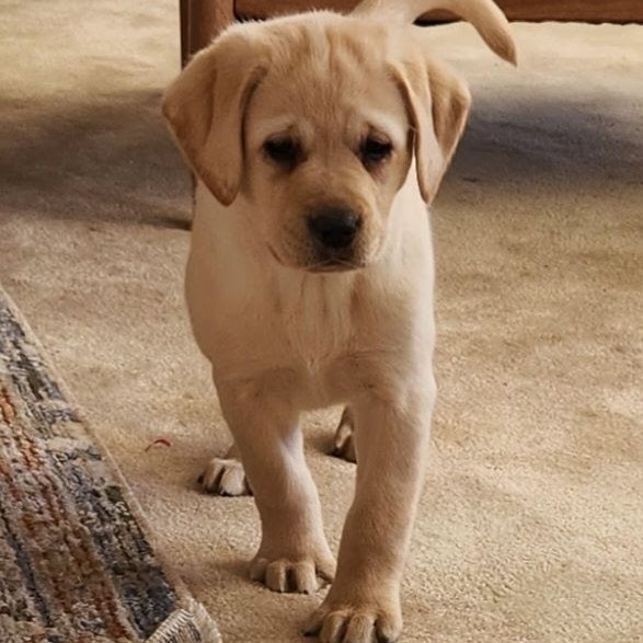 Snuggles AKC Yellow Labrador Retriever pup for sale in Atmore
