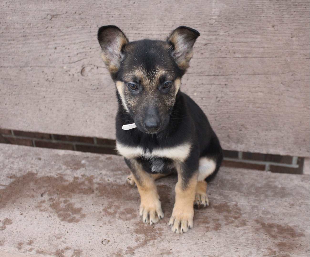 Puppies For Sale In Grabill Indiana at Eunice Snell blog