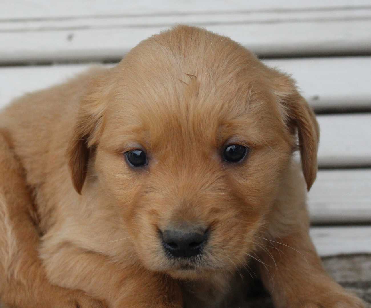 Skippy Golden Retriever male puppy for sale near Grabill, Indiana