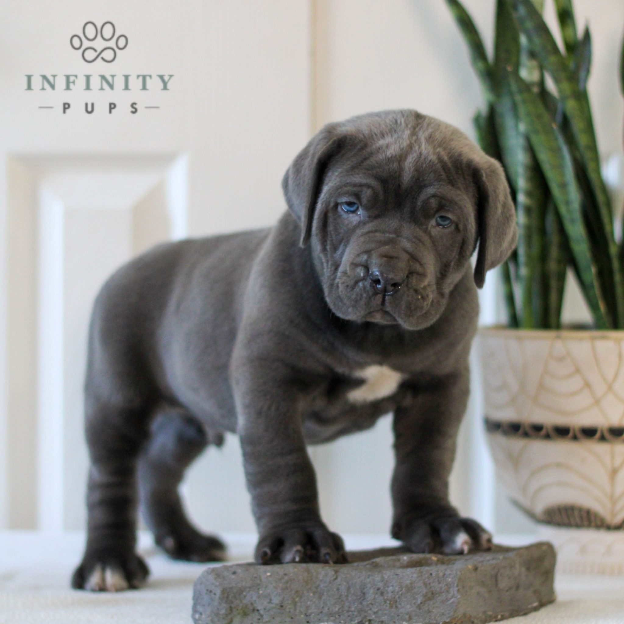 Cane Corsos for Sale Adopt Cane Corso Puppies for Sale VIP Puppies
