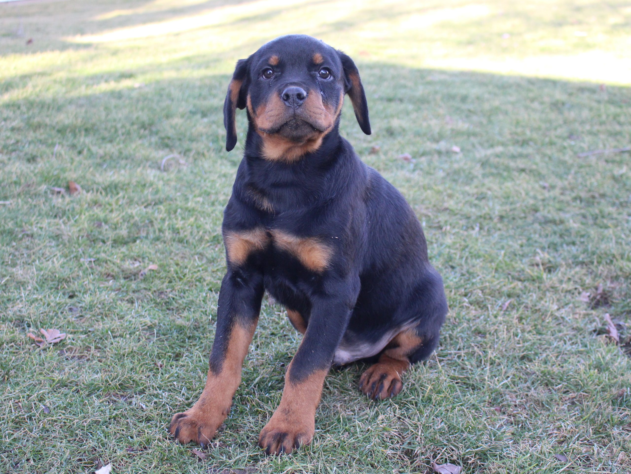 Tyler AKC Rottweiler male pup for sale in Grabill, Indiana VIP Puppies