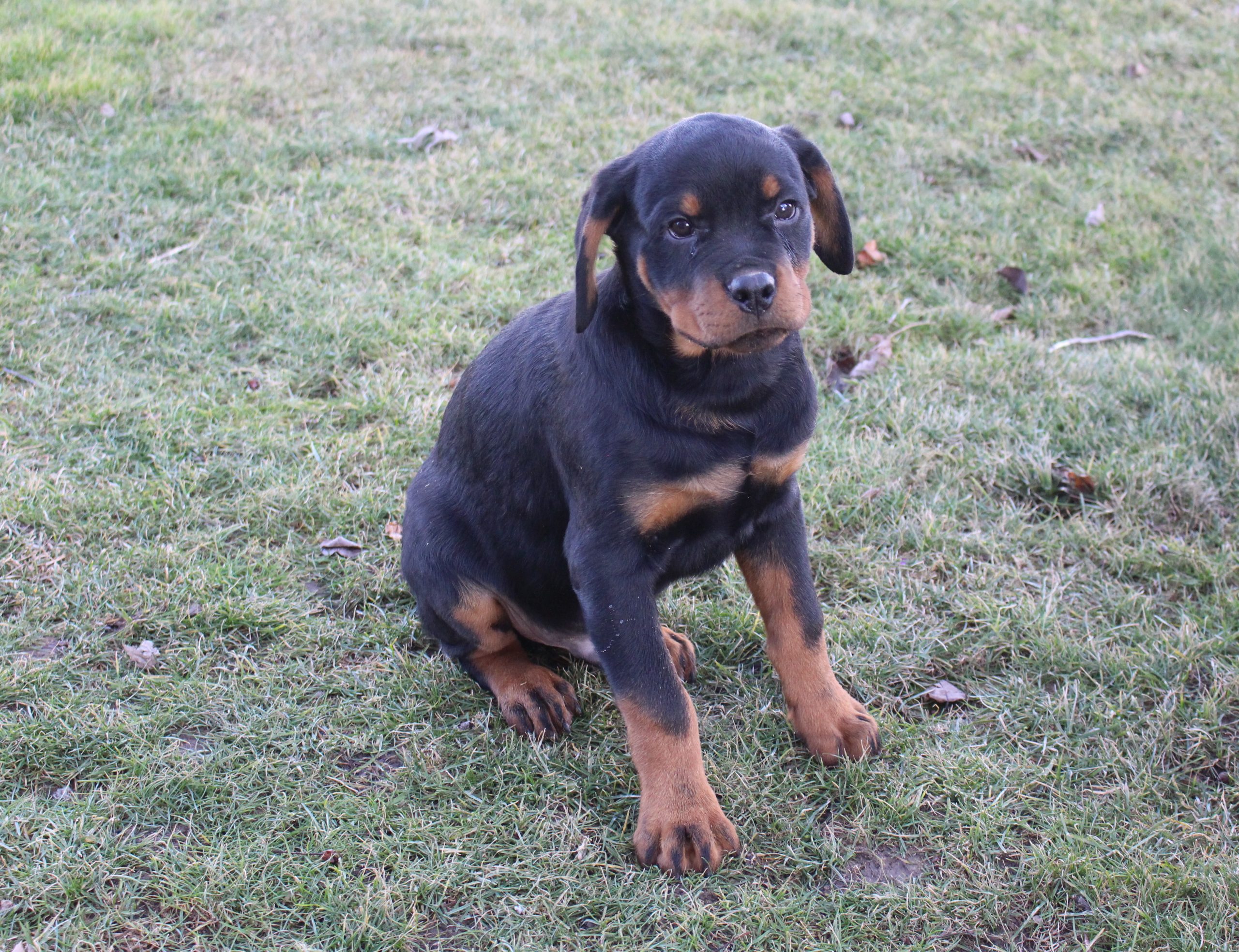 Tyler AKC Rottweiler male pup for sale in Grabill, Indiana VIP Puppies