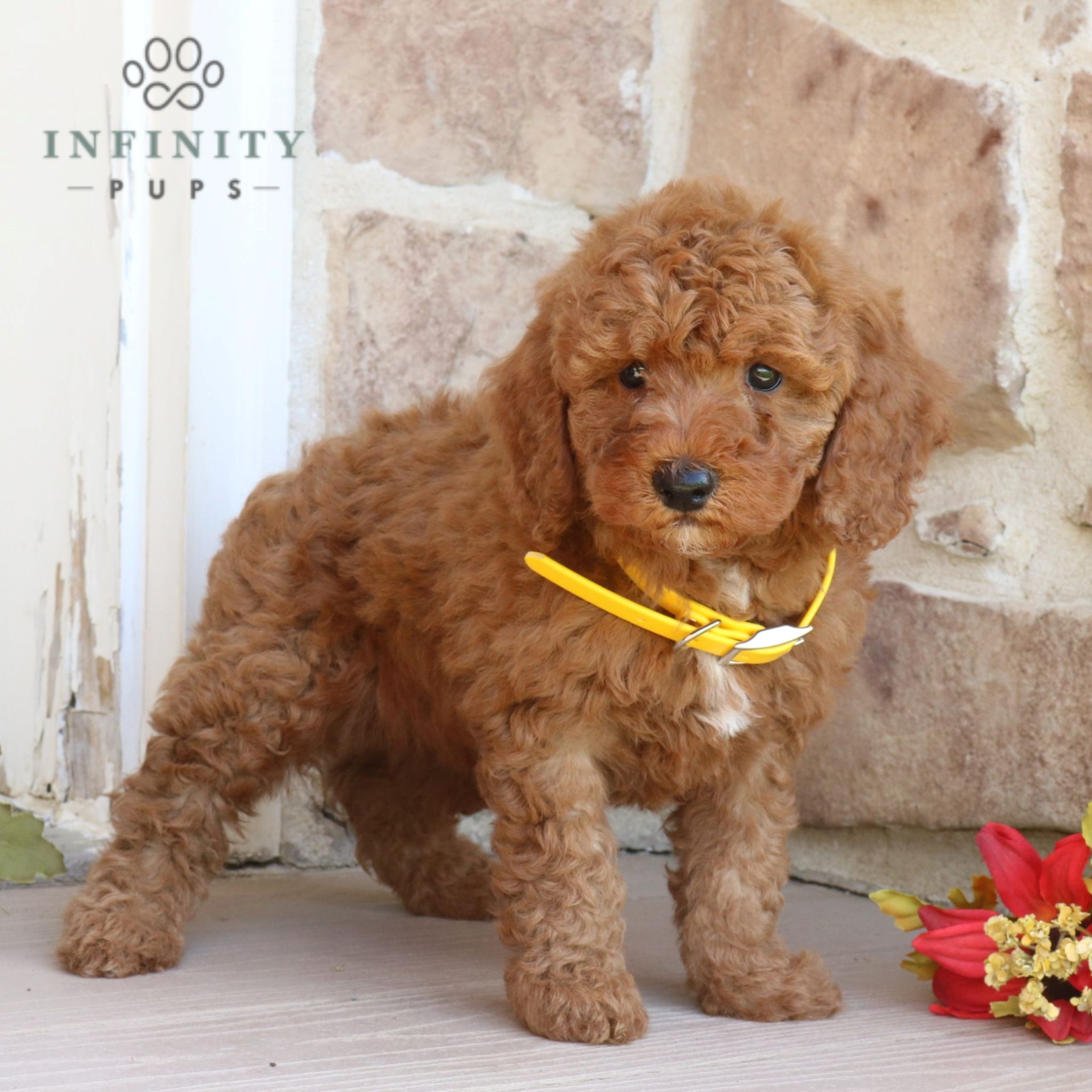 Conner pupper Micro Mini Goldendoodle for sale near East Earl, VIP