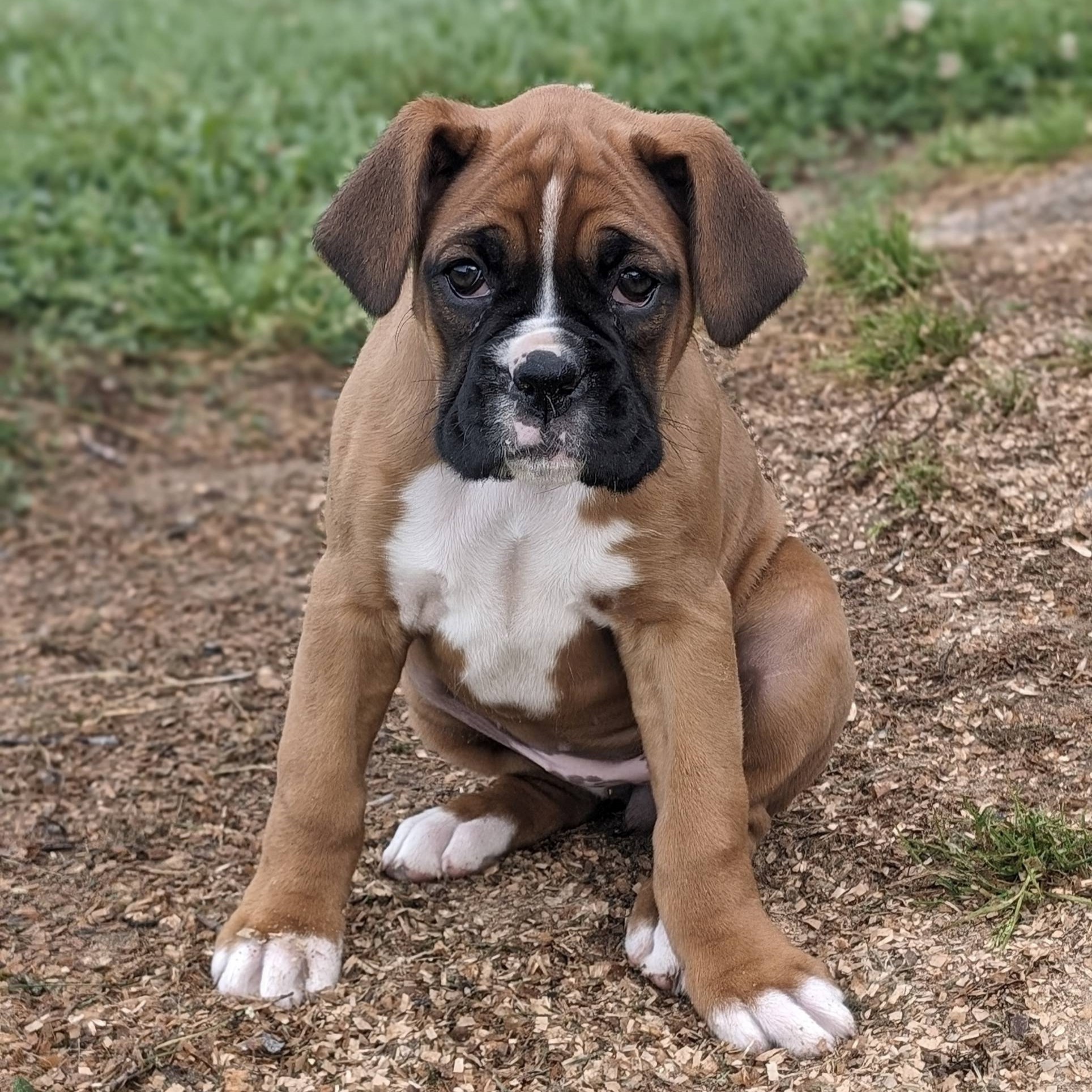 Lexi AKC Boxer VIP Puppies