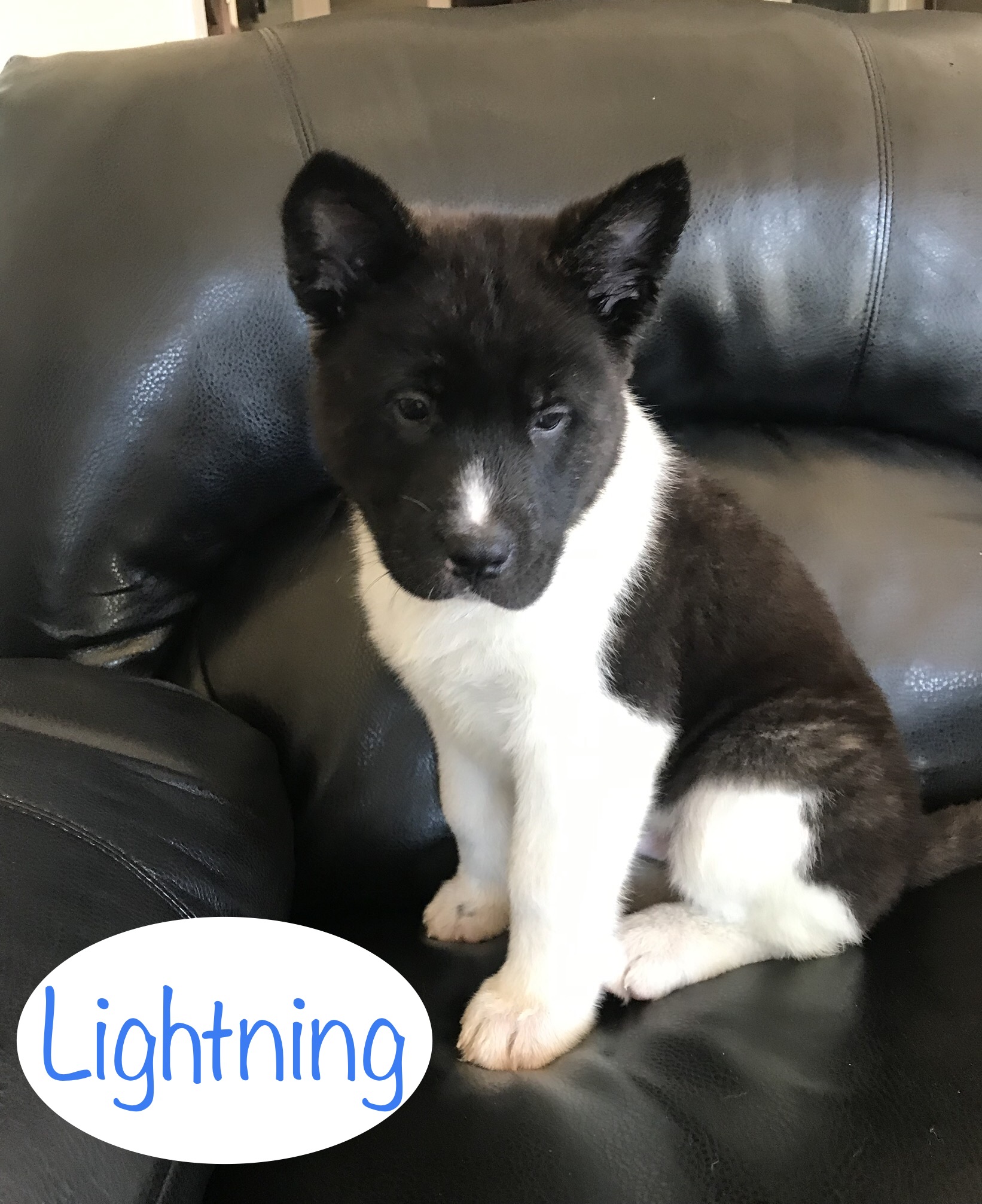 Big Dogs for Sale Large Dog Breeds for Sale VIP Puppies