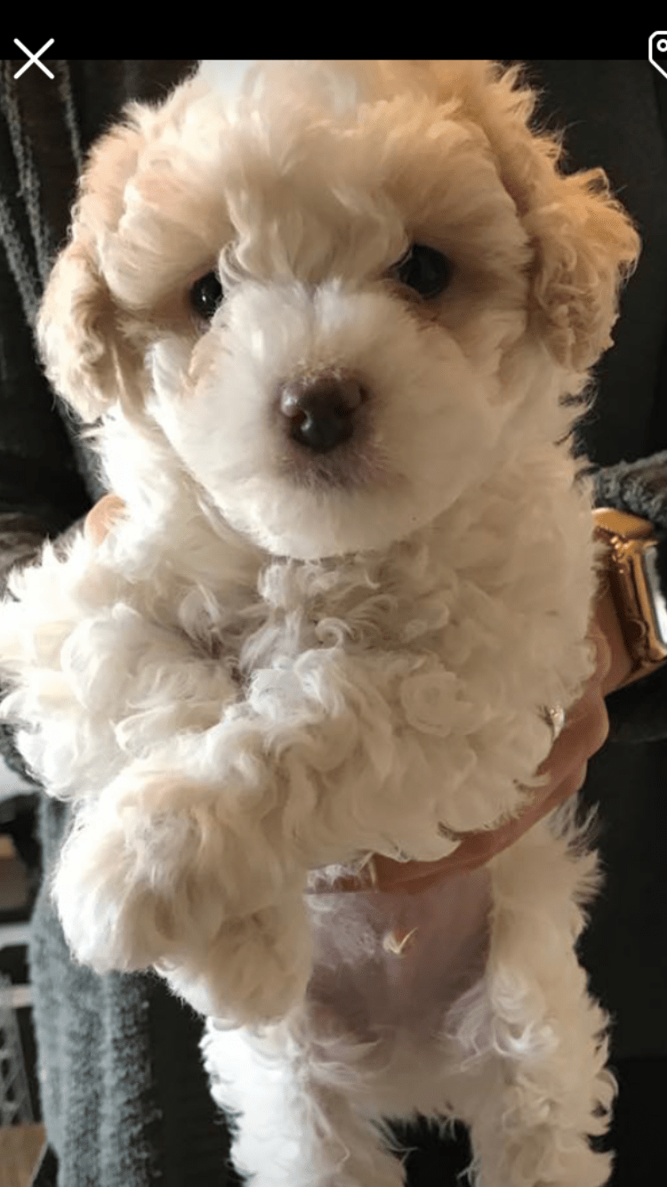 Toy Dog Breeders In Indiana Wow Blog