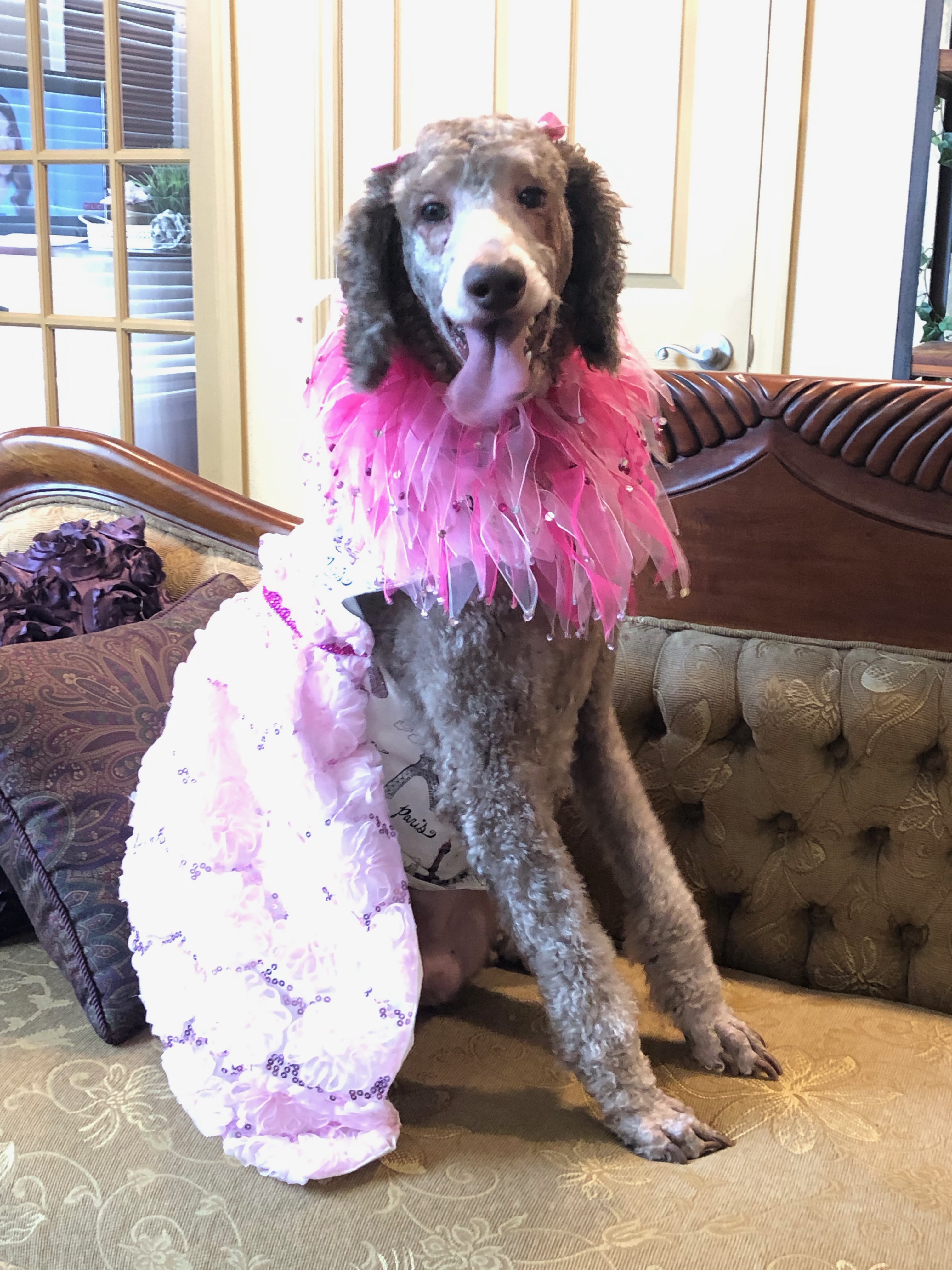 CALYPSO / Leesburg, FL VIP Rescue