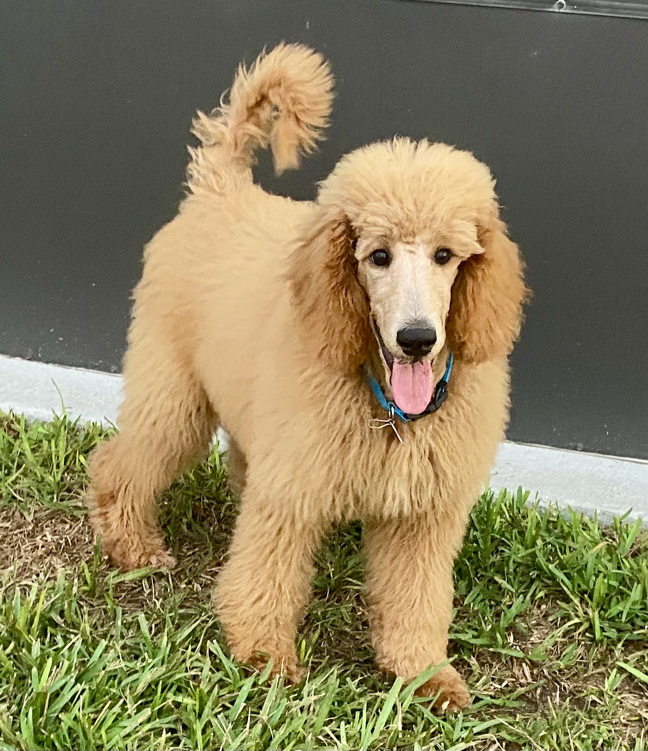 Are Standard Poodles Velcro Dogs