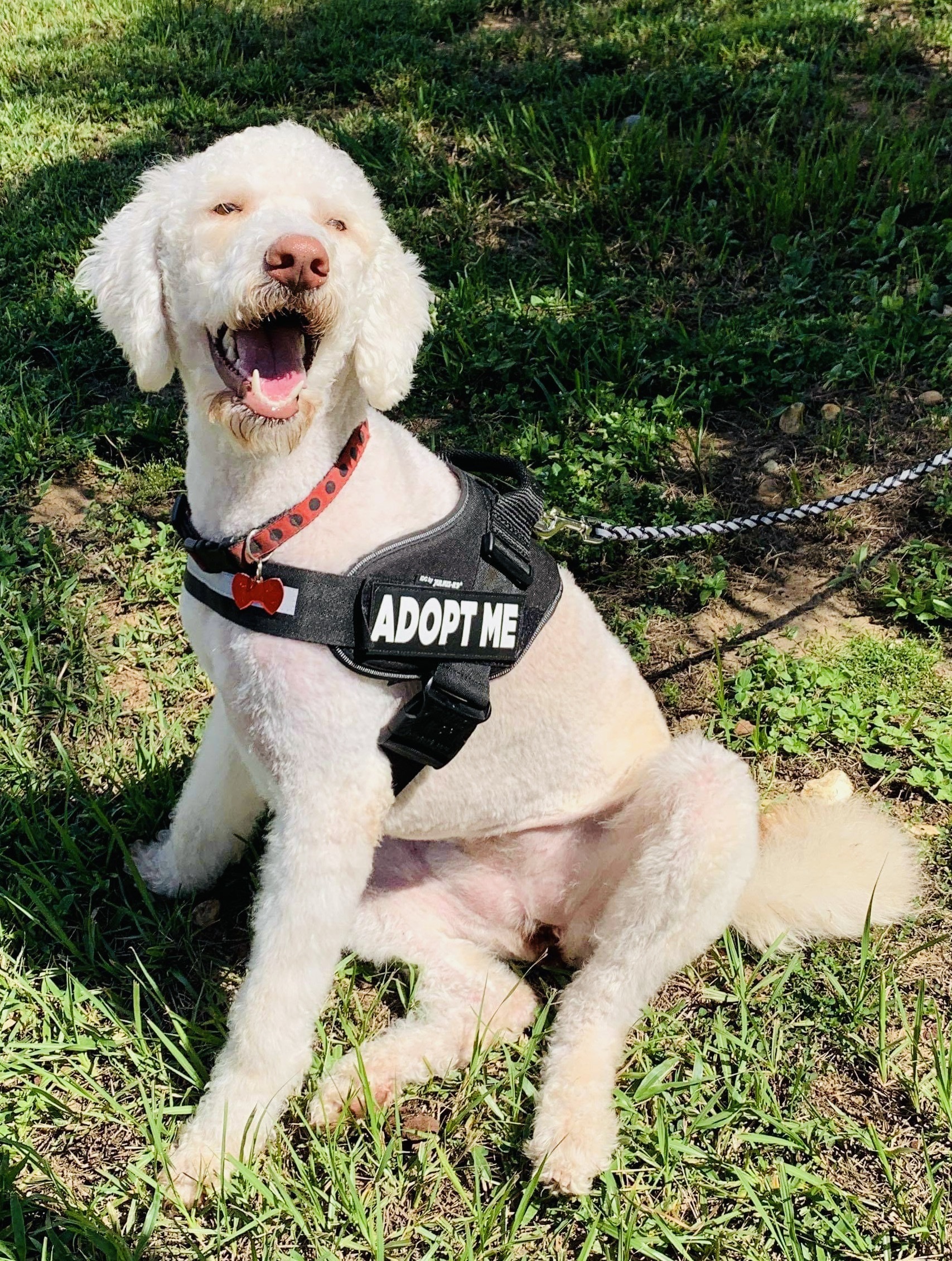 KATY/Adoption Pending VIP Rescue