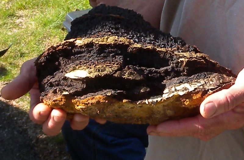 Chaga Mushrooms Show Alternative Medicine Works Viruses, Diseases