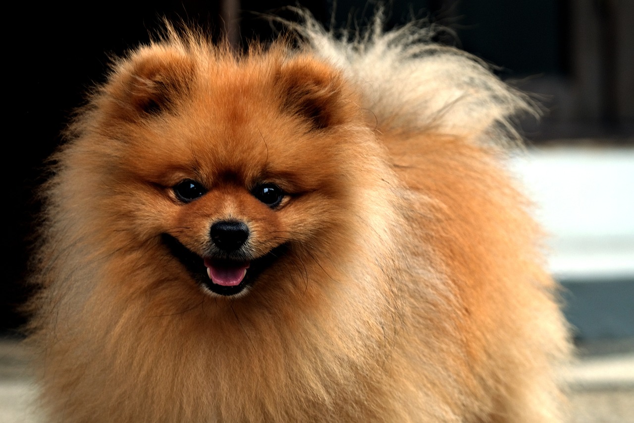 10 of the Most Popular Dog Breeds in the Philippines and Their Prices
