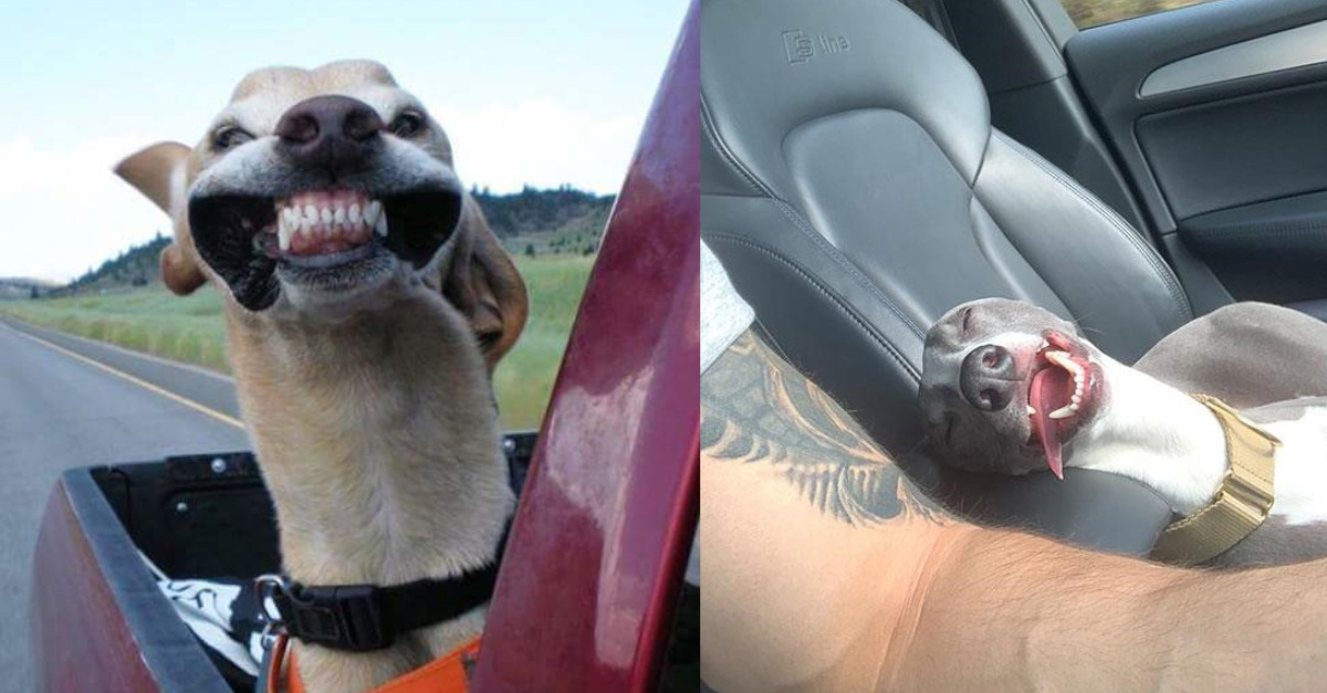 16 cani che affrontano a loro modo il viaggio in auto. Alcune foto sono