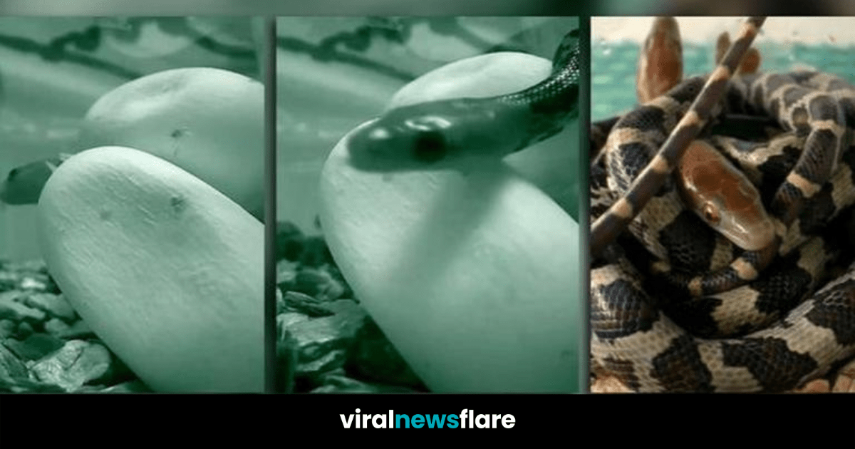 Video of Baby Snake Breaking Out of its Shell