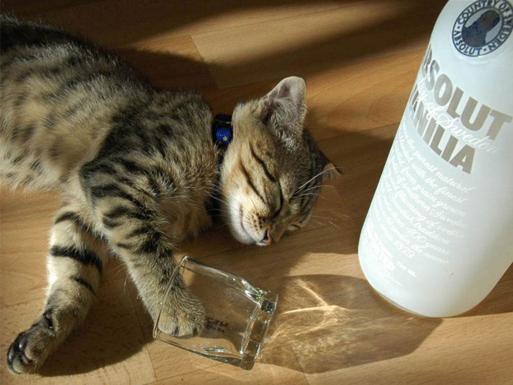 69 Thoughts We’ve All Had While Drunk… Admit It, You’ve Been There