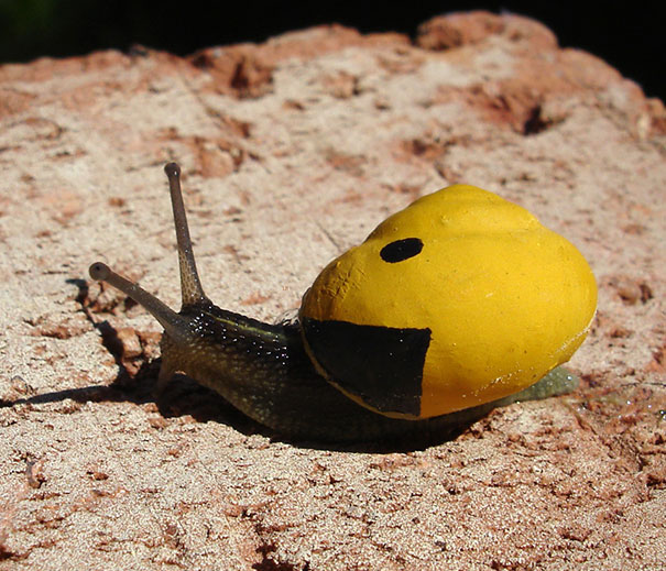 People Have Been Painting Snails In Bright Colors To Stop Them From