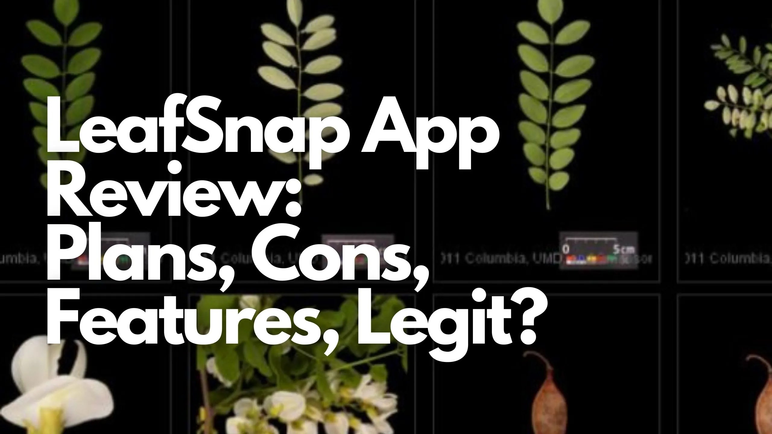 LeafSnap App Review: Plans, Cons, Features, Legit? [2024] - ViralTalky