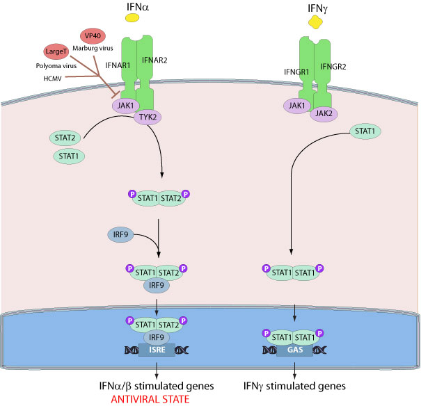 Inhibition of host JAK1 by virus ViralZone