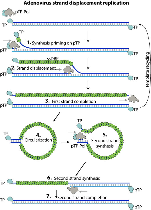 DNA strand displacement replication ViralZone