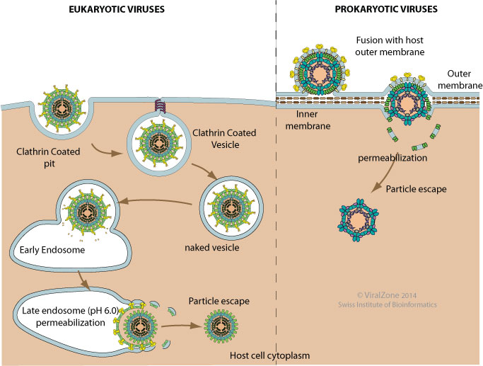 Viral via permeabilization of host membrane